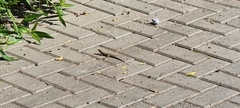 Trachylepis quinquetaeniata