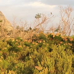 Anthobaphes violacea