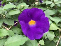 Thunbergia grandiflora