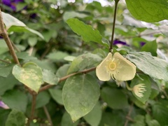 Thunbergia grandiflora