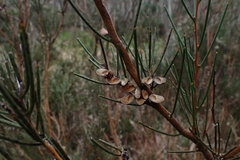 Hakea microcarpa