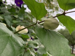 Thunbergia grandiflora