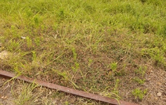 Indigofera sp12