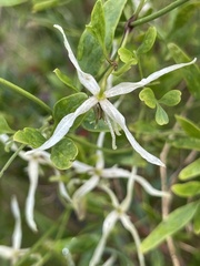 Clematis microphylla microphylla