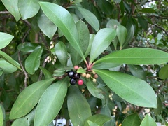 Ardisia squamulosa