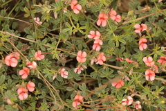 Indigofera sp12