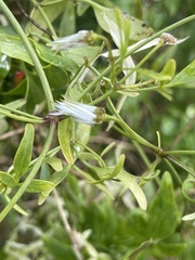 Clematis microphylla microphylla