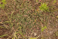Indigofera sp12