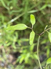 Clematis microphylla microphylla