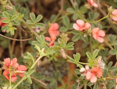 Indigofera sp12