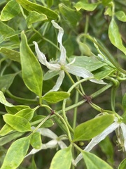 Clematis microphylla microphylla