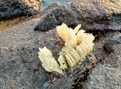 Volegalea cochlidium