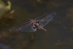 Tramea loewii