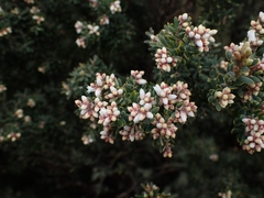 Acrothamnus hookeri