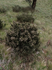 Acrothamnus hookeri