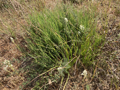 Trachyandra chlamydophylla
