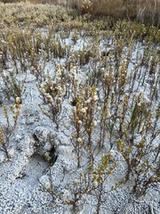 Symphyotrichum ciliatum