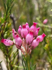 Erica inflata