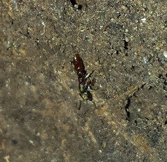 Stigmatomma pallipes