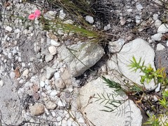 Indigofera capillaris