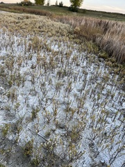 Symphyotrichum ciliatum