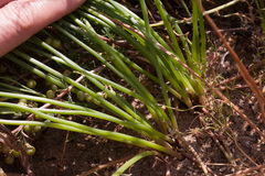 Trachyandra chlamydophylla