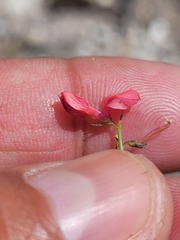 Indigofera capillaris