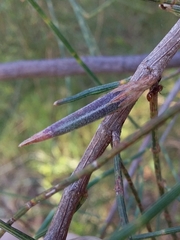 Cylindrococcus casuarinae