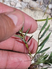 Indigofera capillaris