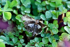 Stictopterinae