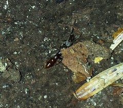 Stigmatomma pallipes