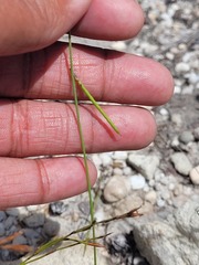 Indigofera capillaris