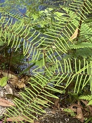 Gleichenia