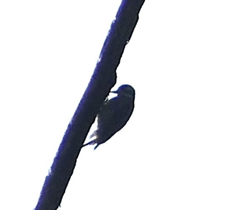 Sulawesi Pygmy Woodpecker (Yungipicus temminckii), photo 7