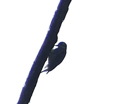 Yungipicus temminckii