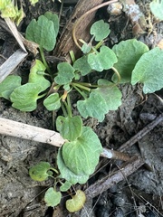 Halerpestes cymbalaria