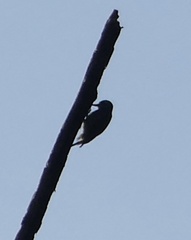 Yungipicus temminckii