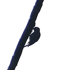 Yungipicus temminckii