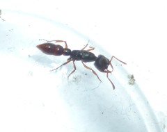 Stigmatomma pallipes