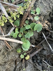 Halerpestes cymbalaria