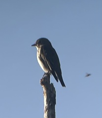 Muscicapa griseisticta