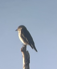 Muscicapa griseisticta