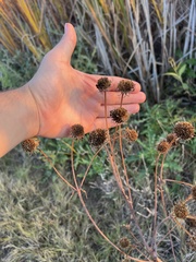 Helianthus nuttallii