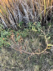 Helianthus nuttallii