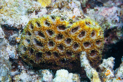 Acanthastrea