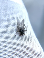 Pseudolynchia canariensis