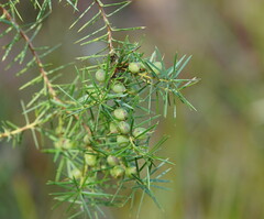Persoonia juniperina