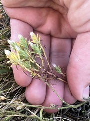 Symphyotrichum ciliatum