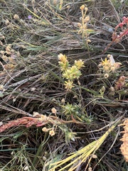Symphyotrichum ciliatum