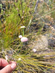 Lachnaea